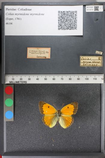 Media type: image;   Entomology 118779